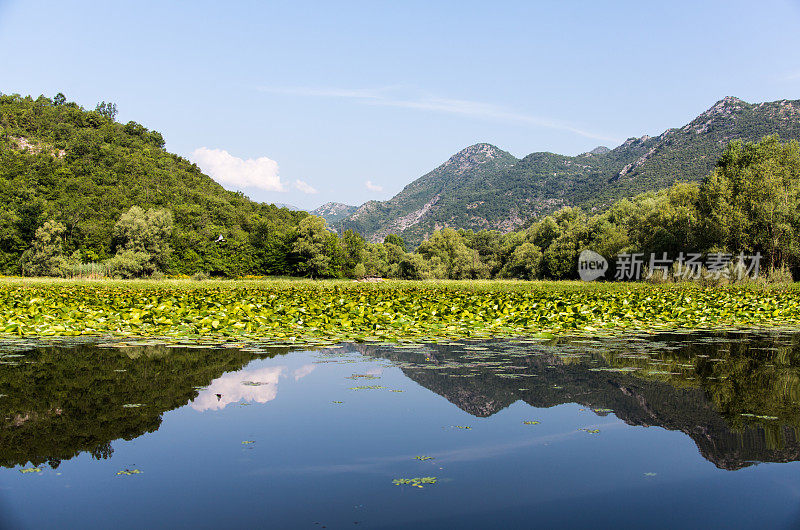 阿尔巴尼亚黑山的Shkodra Lake